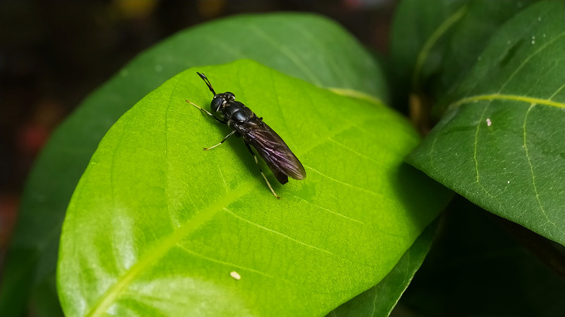 black soldier fly
