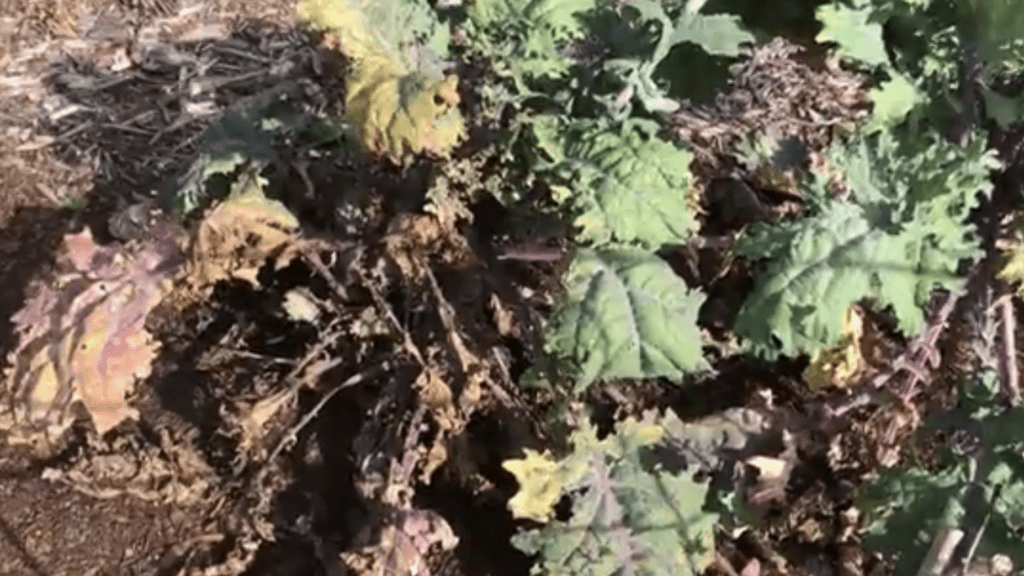 diseased kale plant with browning leaves