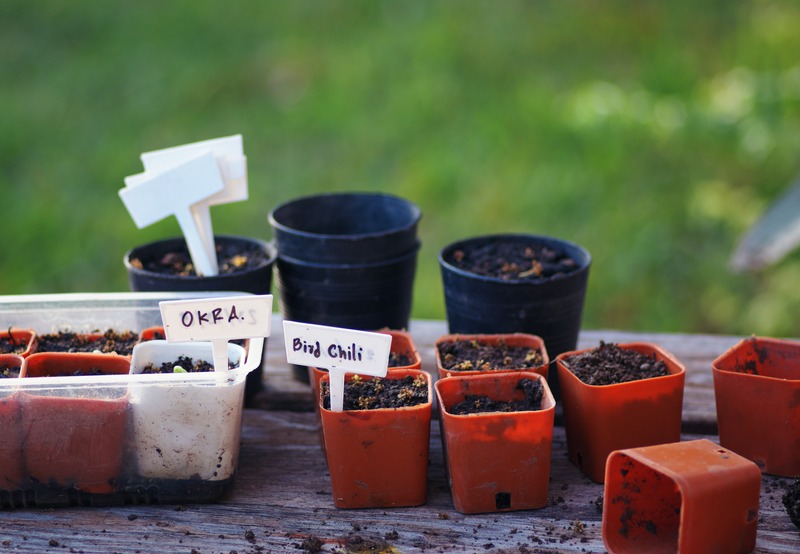 seed-starting-pots