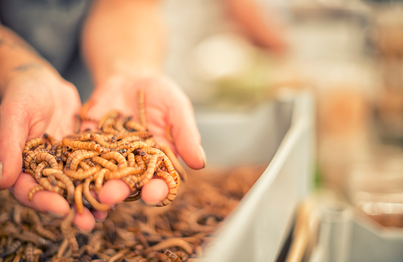 handful of mealworms