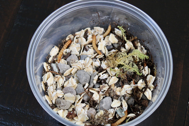 life cycle of a mealworm
