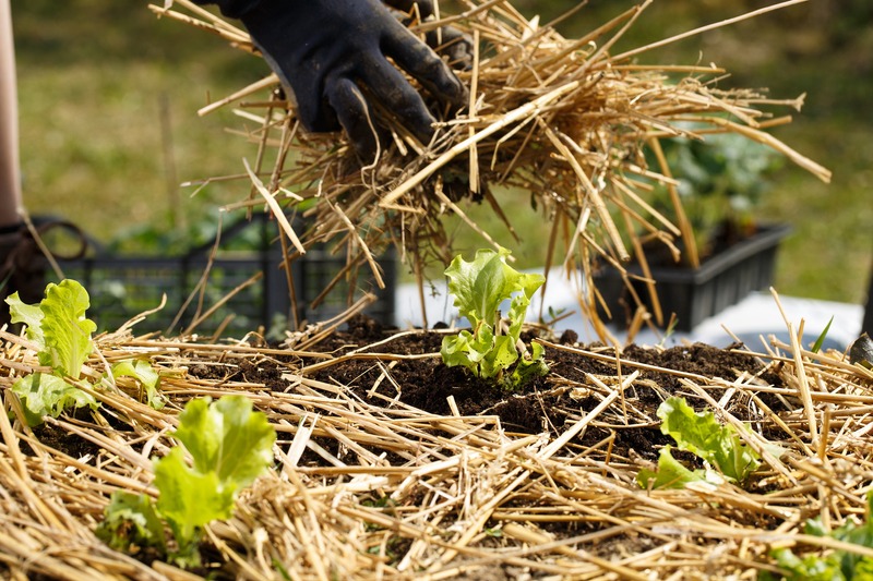 applying straw mulch to the garden