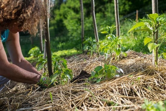 mulching with straw