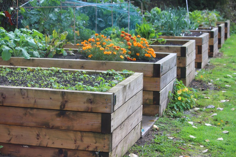 raised-garden-beds