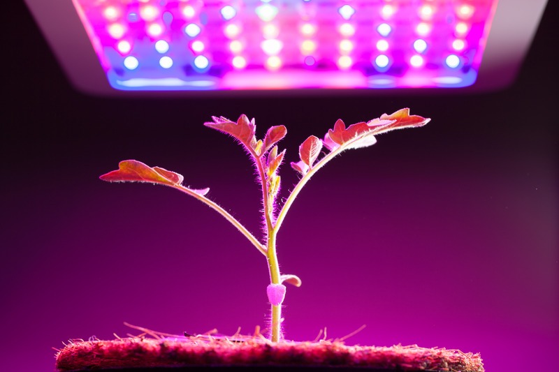 tomato-seedling-under-grow-light
