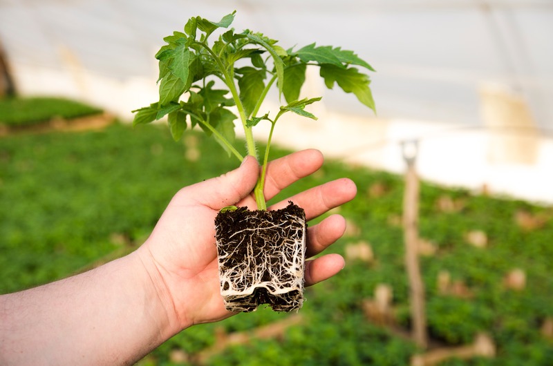 young-tomato-plant-to-transplant-shows-roots