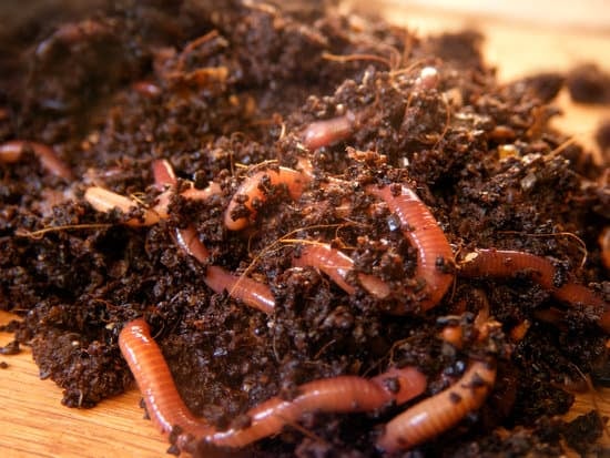 earthworms and their castings