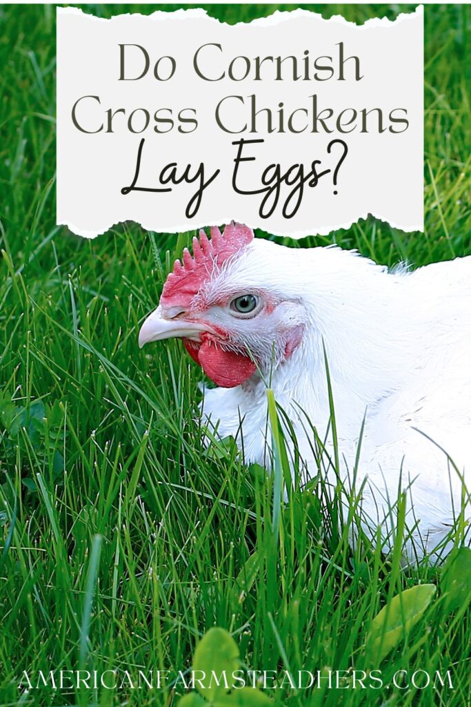 Do cornish cross chickens lay eggs
