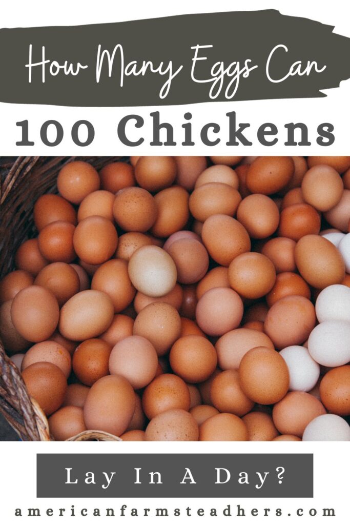 how many eggs will 100 chickens lay a day