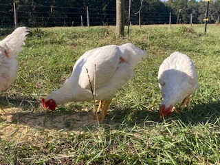meat chickens eating