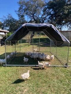 chickens in a mobile chicken coop