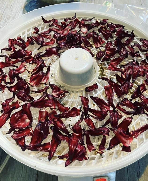 a dehydrator trey of roselle