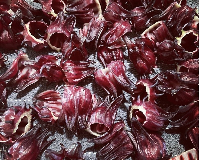 roselle calyxes