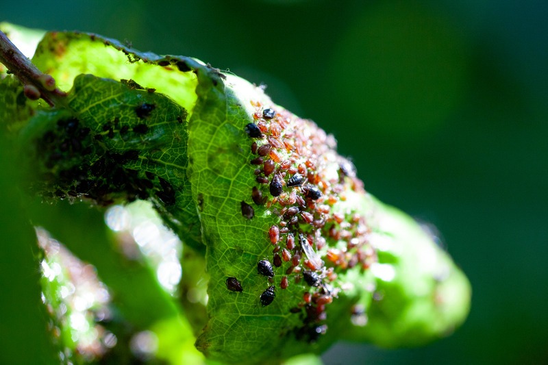 aphids-damage-pepper-plant