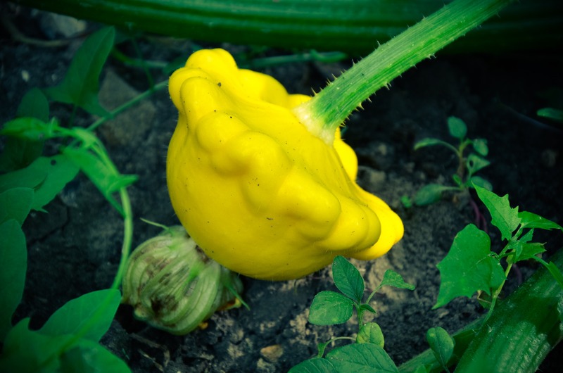 baby-patty-pan-squash
