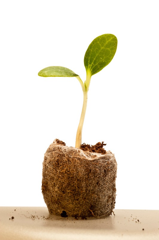 baby-squash-ready-for-planting
