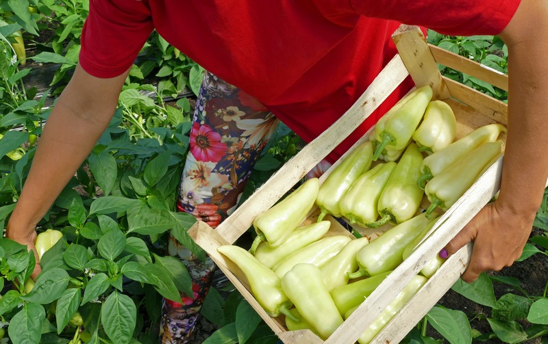 when-to-pick-peppers-harvest-basket
