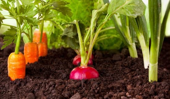 beets-and-carrots-growing-in-compost