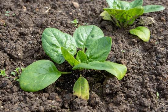 spinach growing in clay soil