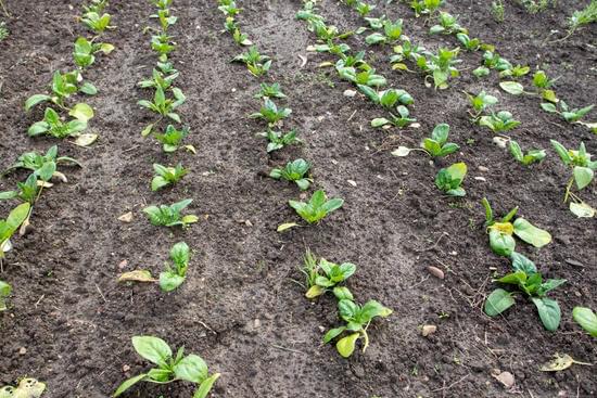 best vegetables for clay soil