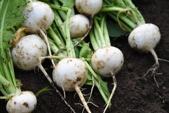 turnips
