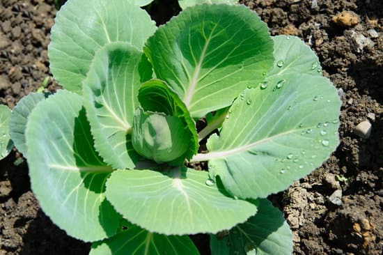 cabbage growing in clay soil