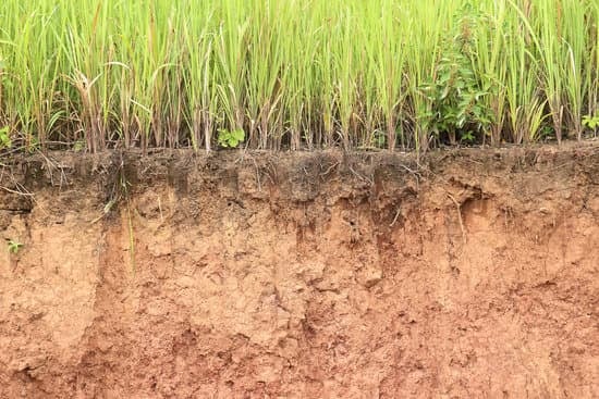 grass growng in clay soil