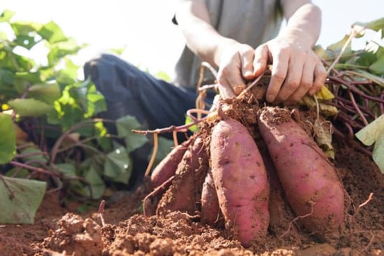 sweet potatoes being pulled out of clay soil