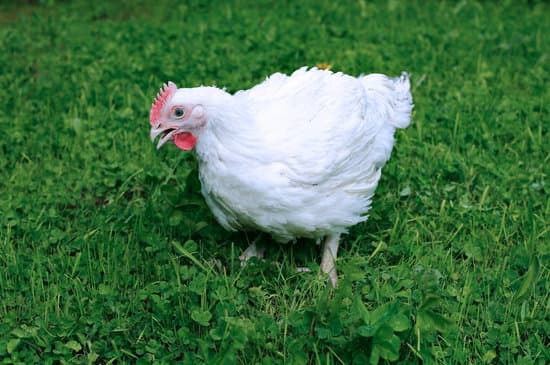 cornish cross chicken on grass