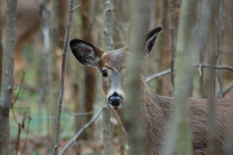 doe-in-woods
