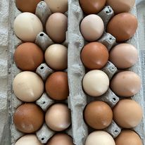 two dozen brown eggs