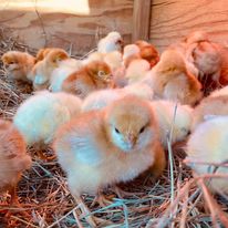 ISA brown chicks in the brooder