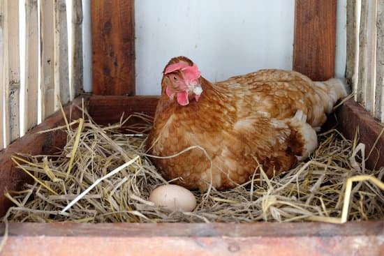a hen in the nest box