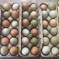 three dozen green and brown eggs