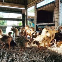 novajen hybrid pullets