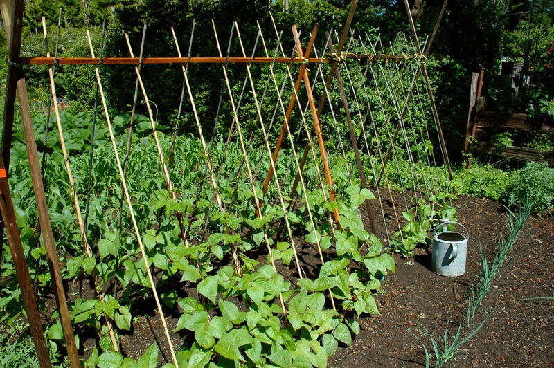 garden-trellis