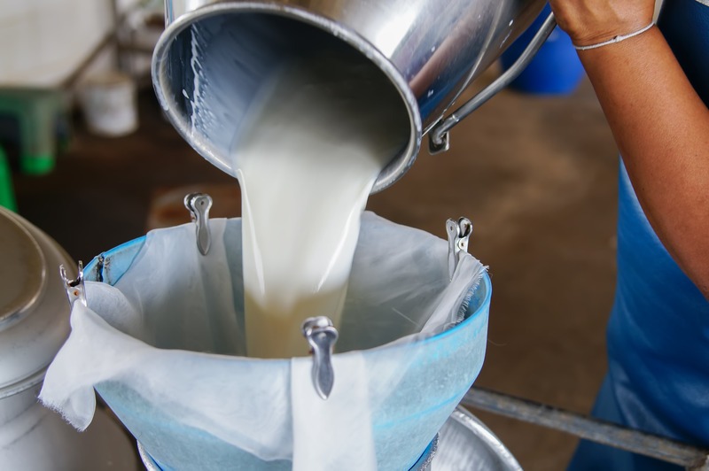 pouring-raw-milk-through-strainer