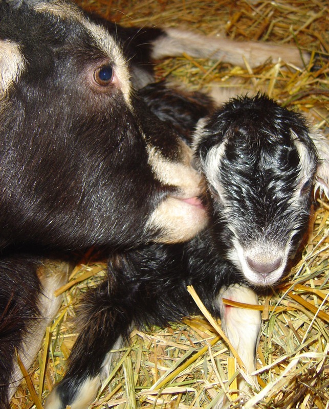 newborn goat