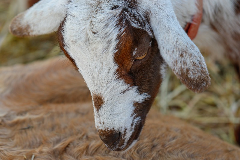 sad-baby-goat