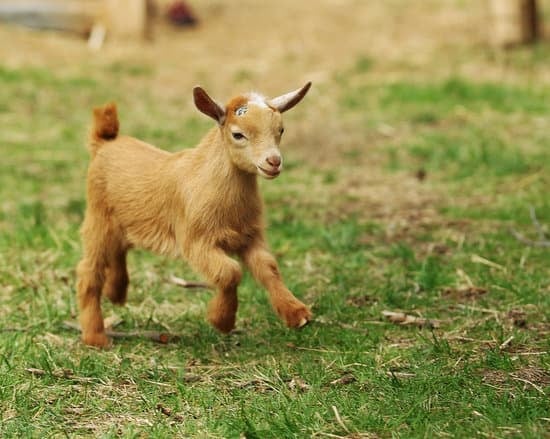 baby goat