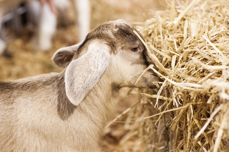 baby goat eating hay
