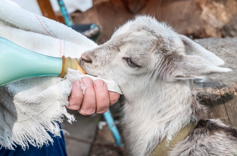hand-feeding-baby-goat-bottle-can-baby-goats-drink-cow-milk