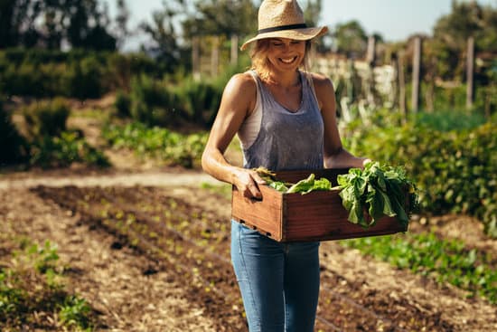harvesting veggies in the garden