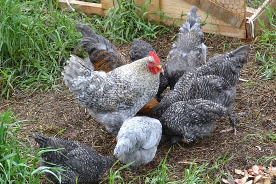 chickens scratching up the grass
