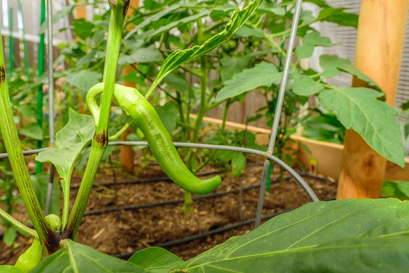 Banana Pepper with support