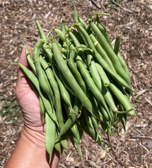 freshly harvested green beans