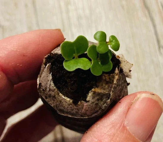 staring plants form seed