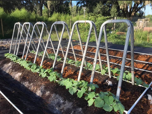trellis for cucumbers