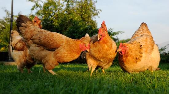 small flock of chickens