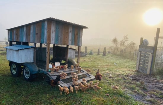 chicken tractor on pasture